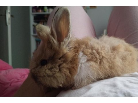 Aslan yele (lionhead) tavşan