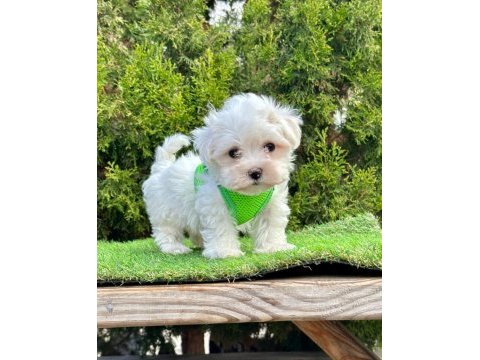 Kar beyazı maltese terrier yavruları