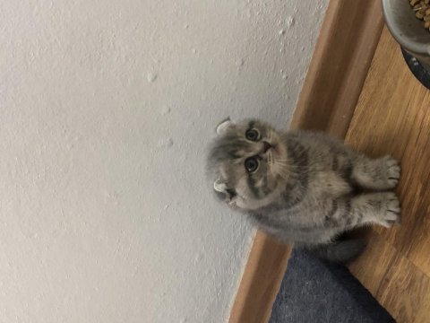 45 günlük sevimli scottish fold yavrular
