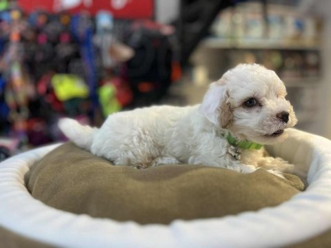 Biblo güzelliğinde teacup maltipoo