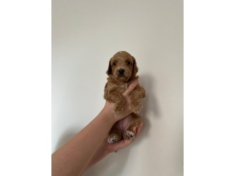 45 günlük anne altından yavru köpeklerimiz