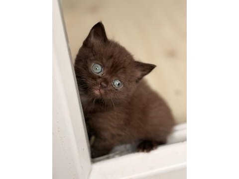 Çikolata british shorthair yavru