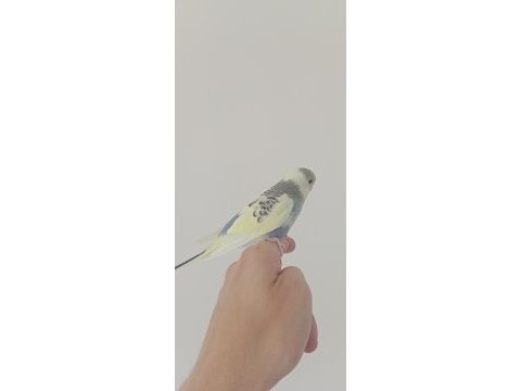 Yeme düşecek muhabbet kuşu