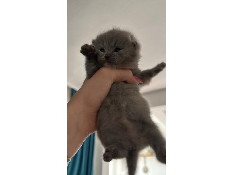3 tane güzeller güzeli bebek scottish fold