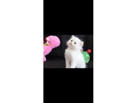 Hodri meydan daha güzeli yok scottish fold