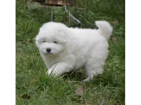 Kıf/fcı şecereli samoyed yavrular