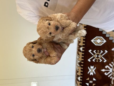Sağlıklı orjinal maltipoo