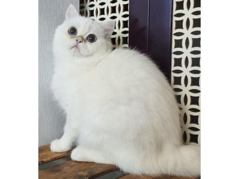 British shorthair ny 12 33 erkek