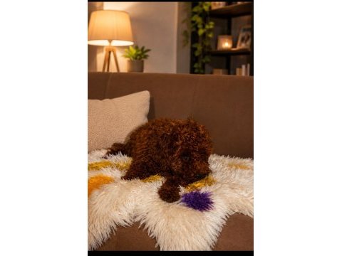 1 dişi ve 1 erkek toy köpekler yuvalarını arıyor