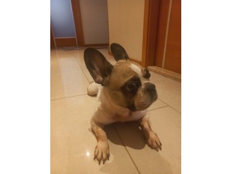 Bal kız fransız bulldog