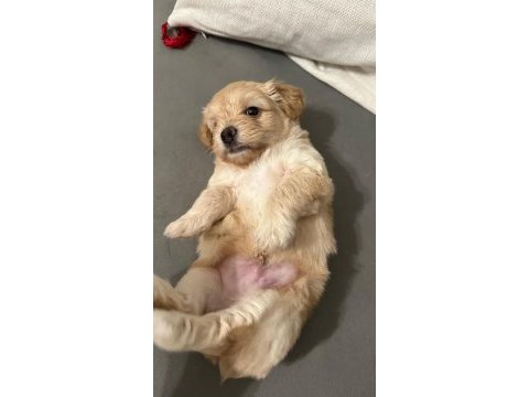 23 mayıs doğumlu maltipoo yavrularım