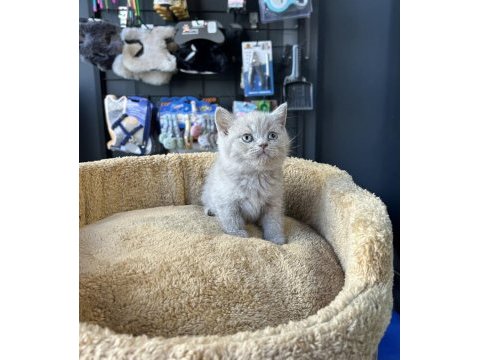 Lilac british shorthair