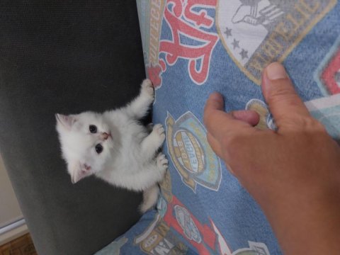 British shorthair kardeşler