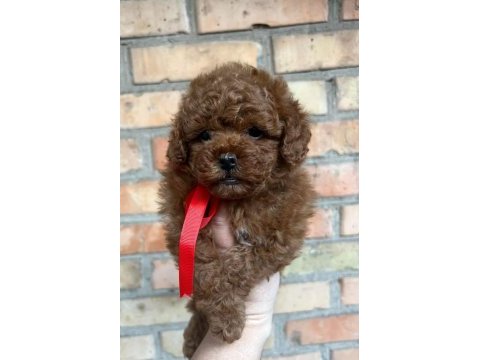 Eğitimli kore toy poodle yavrular