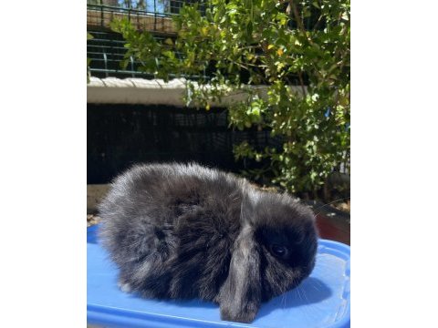 Orjınal cüce ve mini lop tavşanlar