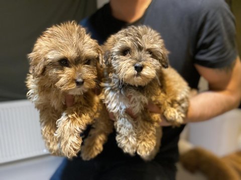 Maltipoo bebekler