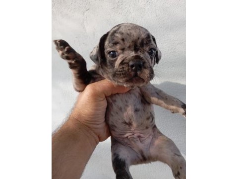 Meraklısına french bulldog köpeğimiz