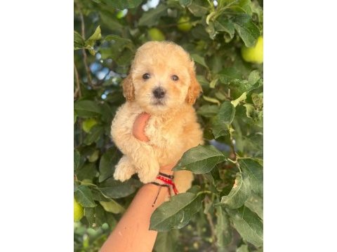 Maltipoo yavruları