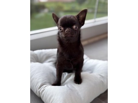 Chocolate 4 aylık erkek yavru chihuahua