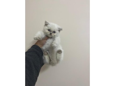 Teslime hazır a kalite bebek british shorthair
