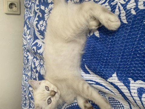 Safkan himalayan yavrumuz sahiplendirilecek
