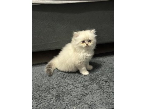 British longhair blue point