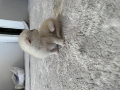 Yuva arayan minik bebek scottish fold