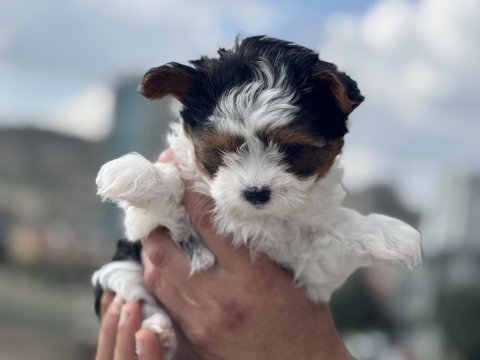 Çok özel tea cup morkie yavrular ziyarete açık