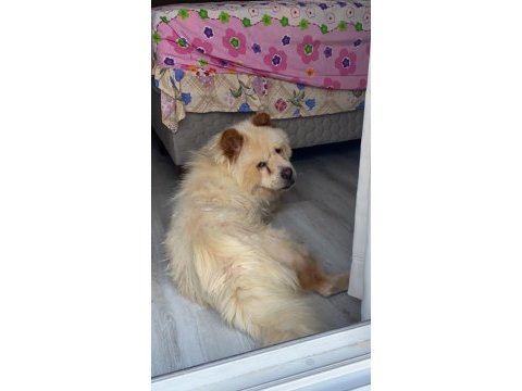 2 yaşında çin aslanı kızımızı sahiplendiriyoruz