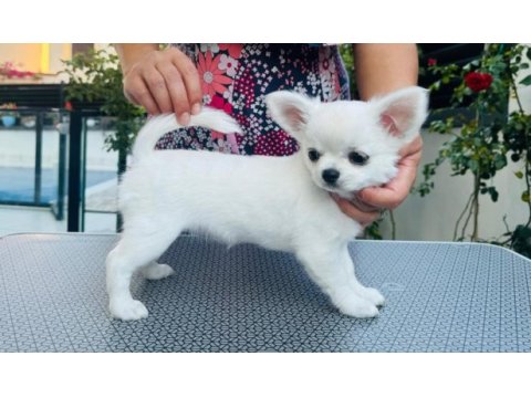 Harika chihuahua yavrular