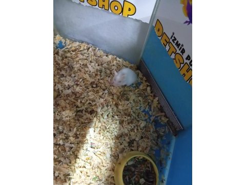 Oyuncu hamster yavruları