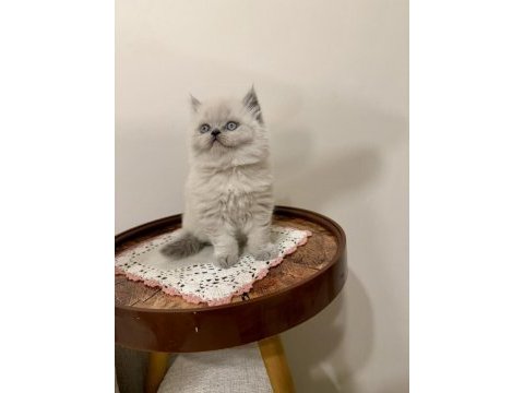 British longhair (bluepoint)