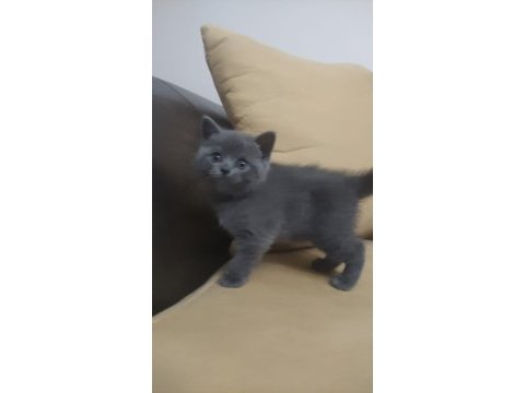 45 günlük scottish fold ve british shorthair