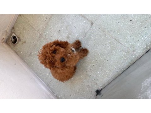 Toy poodle evde beslendi mama parasına verilecektir