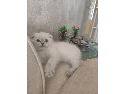 Safkan kalite scottish fold isteyen buyursun