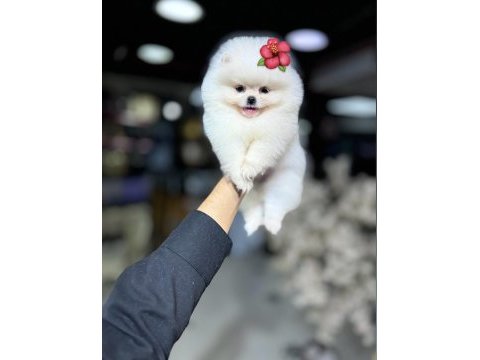 Fci scr belgeli pomeranian bebekler
