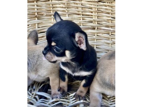 Chihuahua kızlar