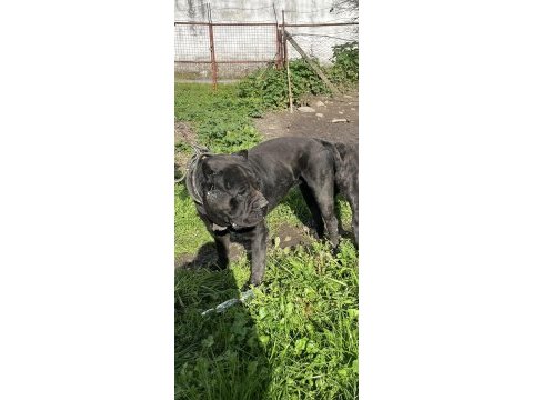 Cane corso üst sınıf