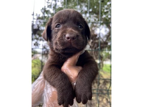 Harika güzellikte labrador yavrular