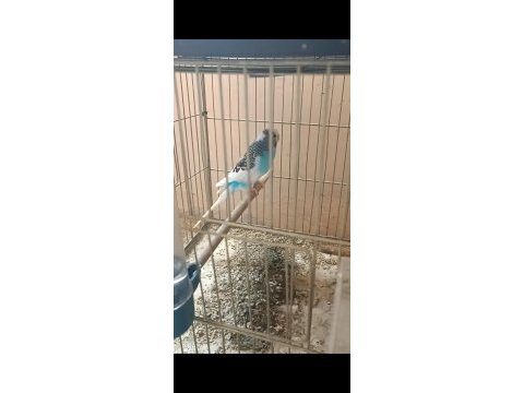 Uyguna renk güzeli takımlar yerinde gelip görebilirsiniz kuş
