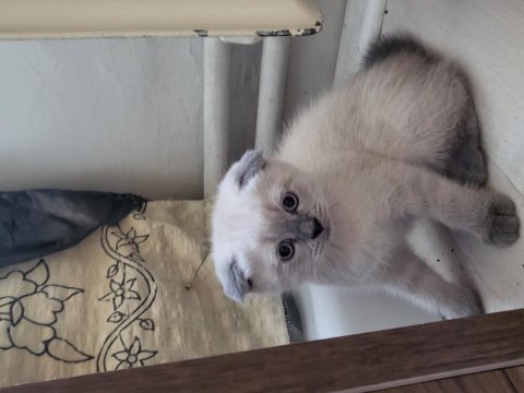 Güzel scottish fold bebekler