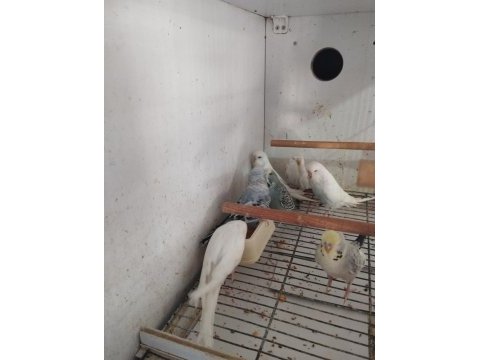 Jumbo gold teksas sariyüz teksas kuşlar