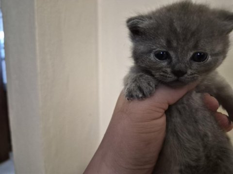 British yavrularımız yeni yuvalarını arıyor