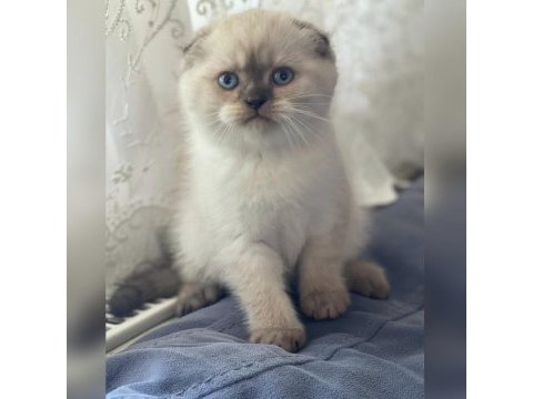 2 aylık dişi scottish fold blue point