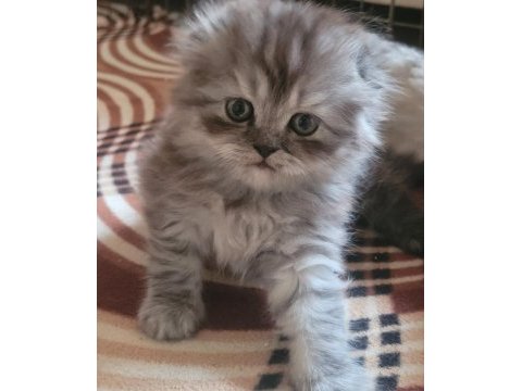 Scottish fold longhair dişi
