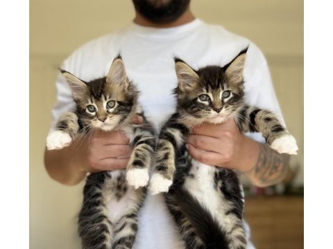 Safkan maine coon yavrular 2 aylık devler