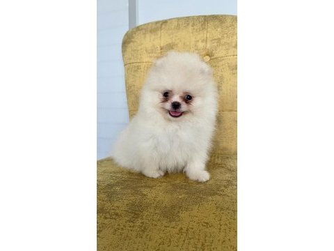 Orijinal pomeranian boo