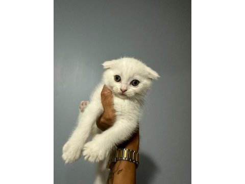 Sevimli scottish fold kedim