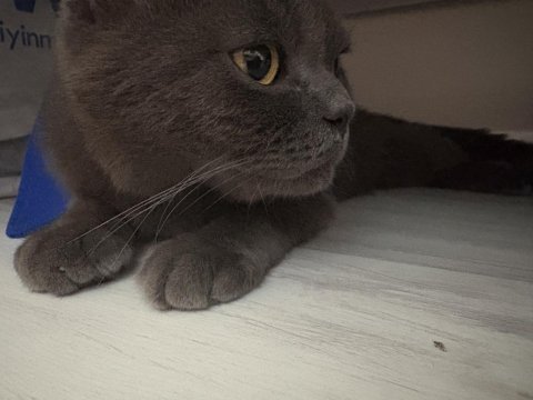 Sıcak bi yuva kedimize