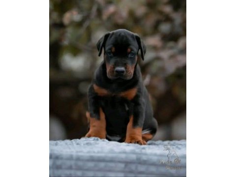 Üst kalite doberman bebeklerim